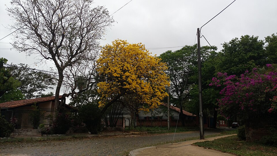 Tabebuia (Trumpet trees) (alternate view 3)