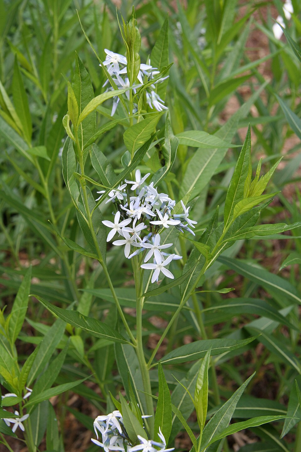 Amsonia illustris (Shining Bluestar) (alternate view 9)