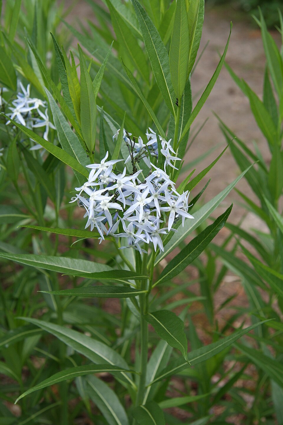 Amsonia illustris (Shining Bluestar) (alternate view 10)