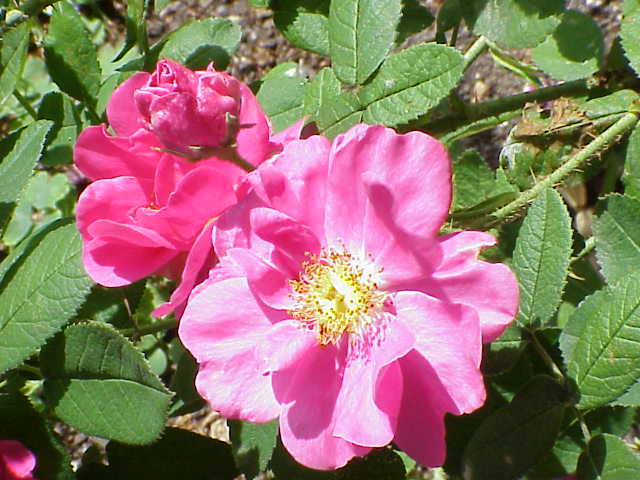 Rosa gallica var. officinalis (apothecary's rose) (alternate view 3)