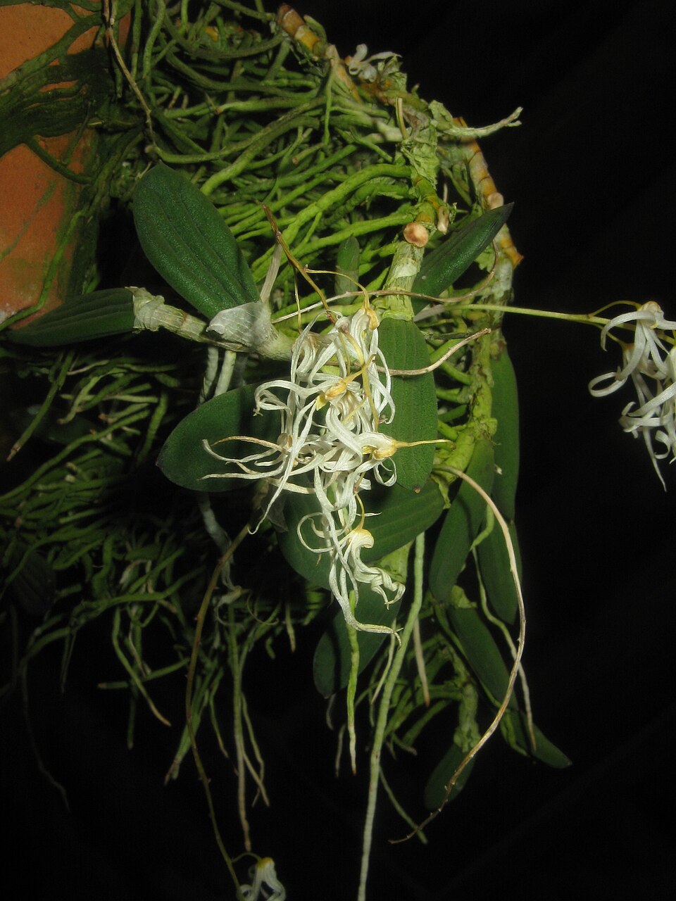 Dendrobium linguiforme (tongue orchid) (alternate view 7)