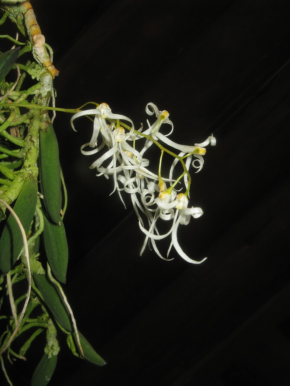 Dendrobium linguiforme (tongue orchid) (alternate view 8)