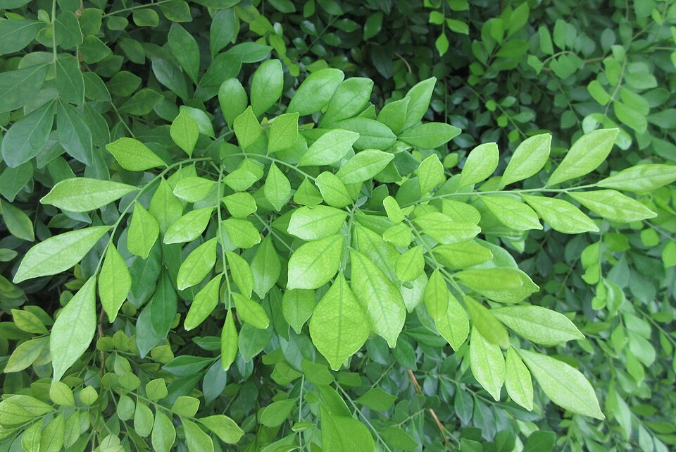 Murraya (alternate view 4)