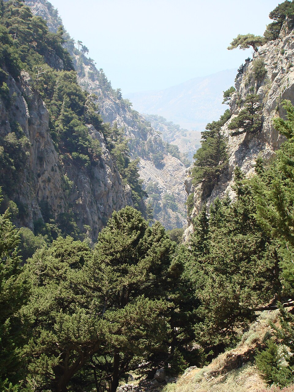 Cupressus sempervirens (Italian Cypress) (alternate view 3)