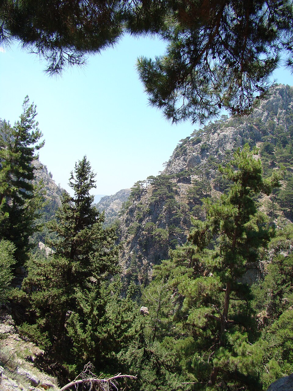 Cupressus sempervirens (Italian Cypress) (alternate view 4)