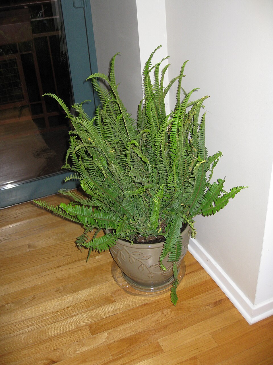 Nephrolepis obliterata (Kimberley Queen Fern)