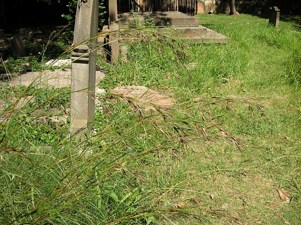 Themeda triandra (Kangaroo Grass) (alternate view 2)