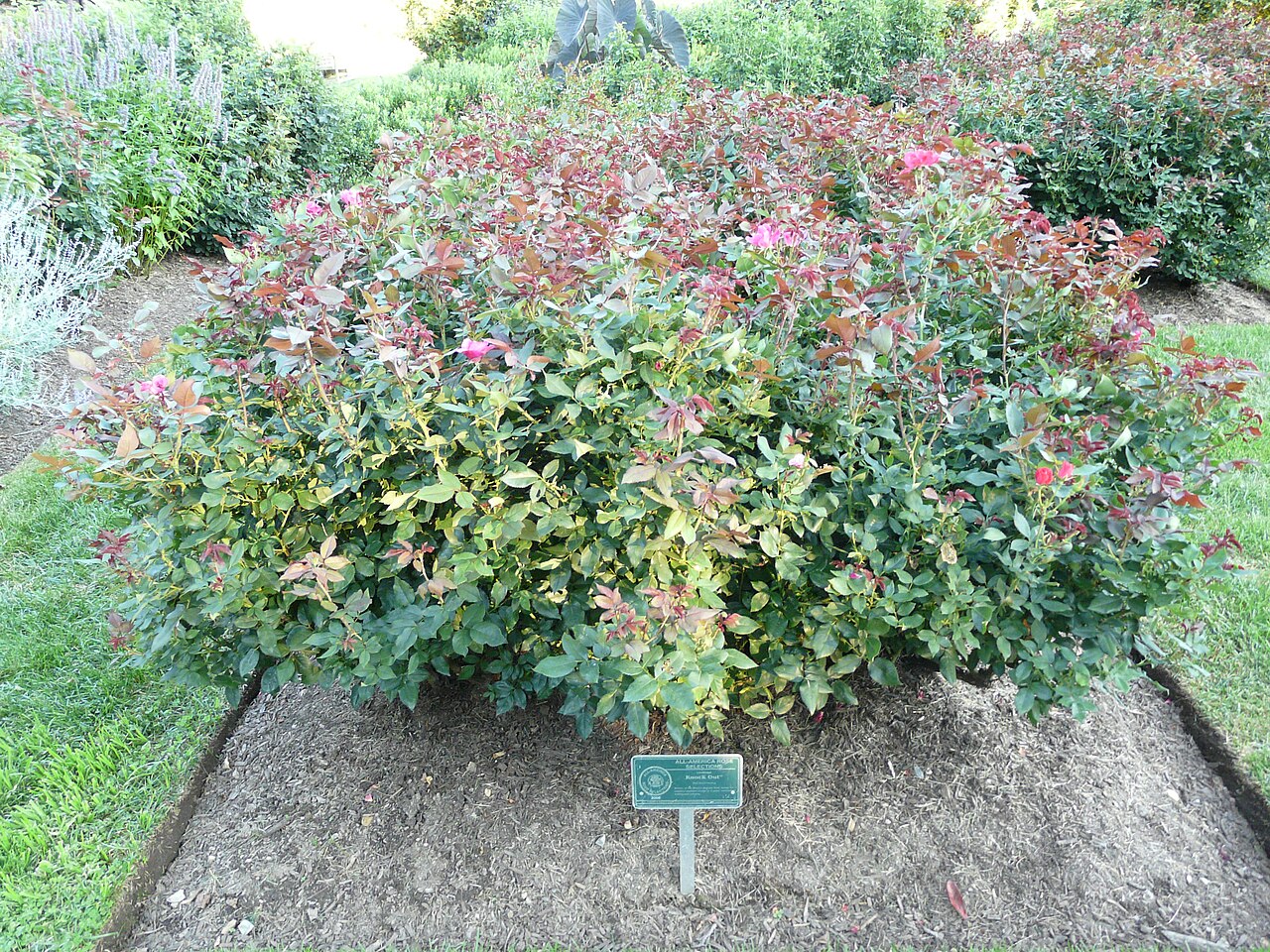 Rosa 'Knock Out', Knock Out rose — mounding deciduous (Rosaceae) (image 2 of 10)