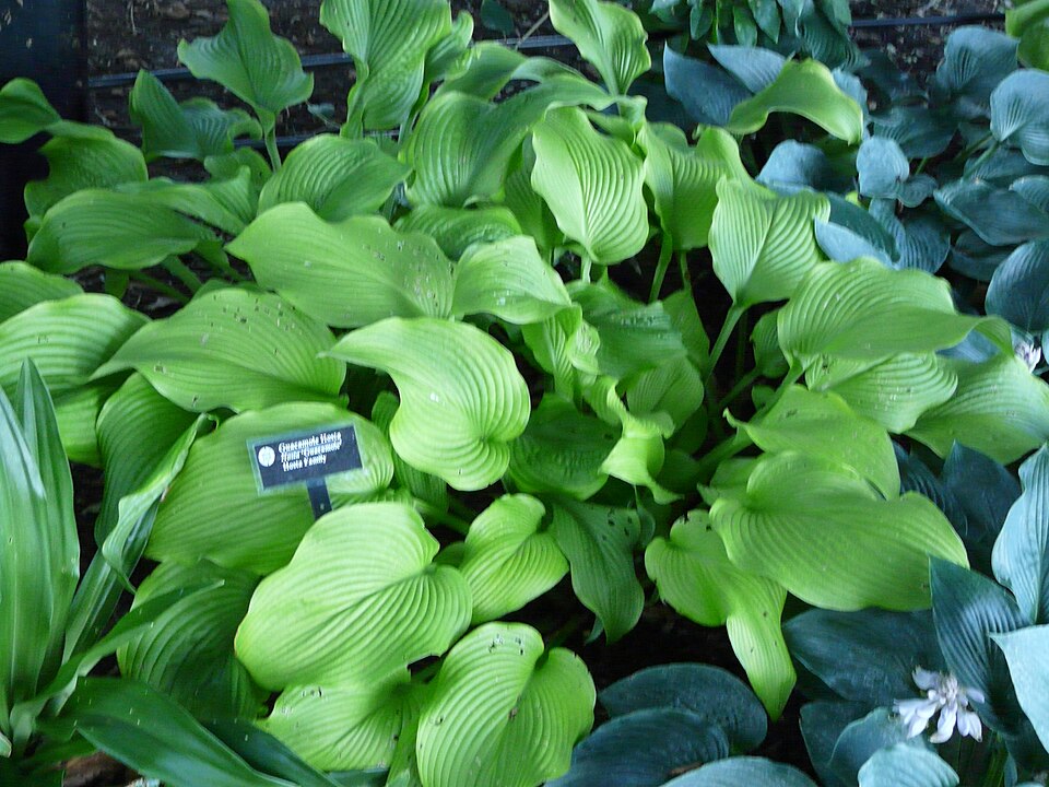 Hosta 'Guacamole' (Guacamole Hosta)