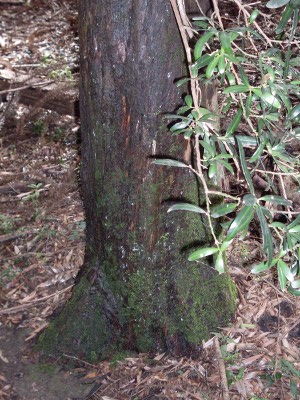 Podocarpus elatus (Plum Pine)