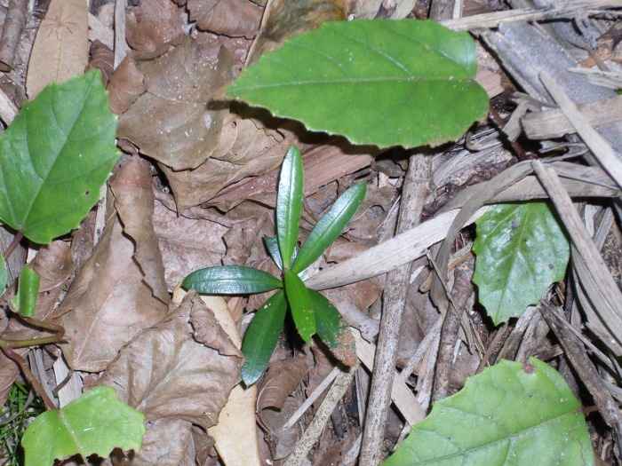 Apocissus antarctica (Kangaroo Vine) (alternate view 7)