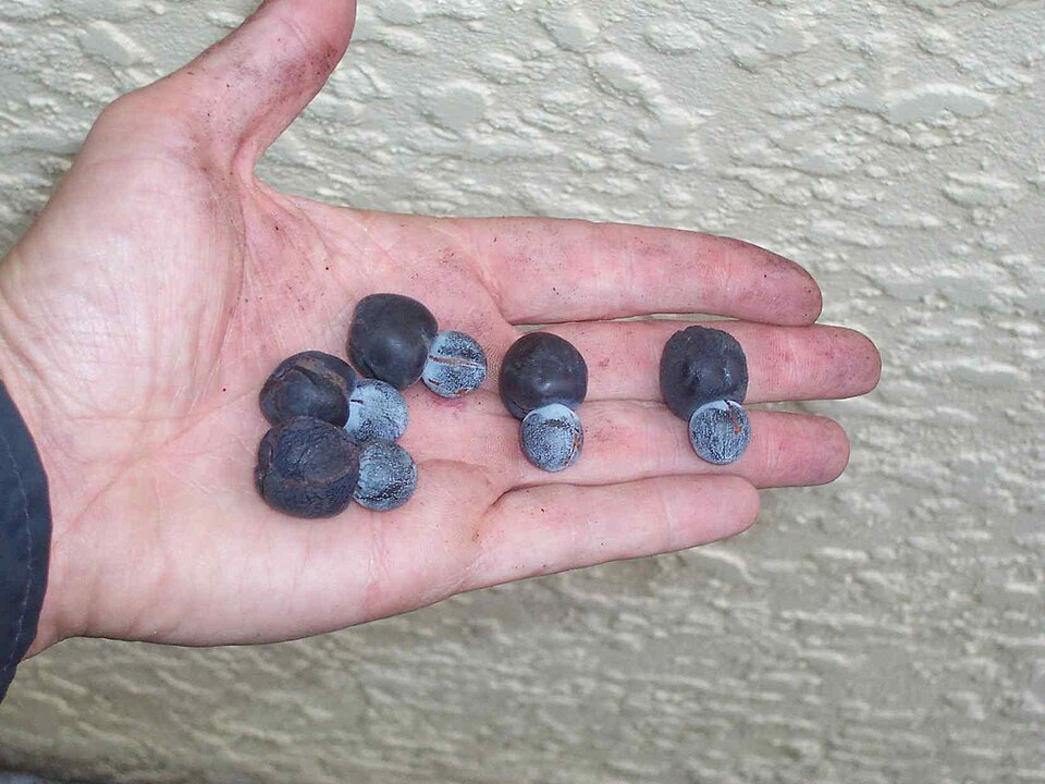 Podocarpus elatus (Plum Pine) (alternate view 2)