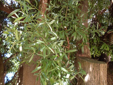 Podocarpus elatus (Plum Pine) (alternate view 3)