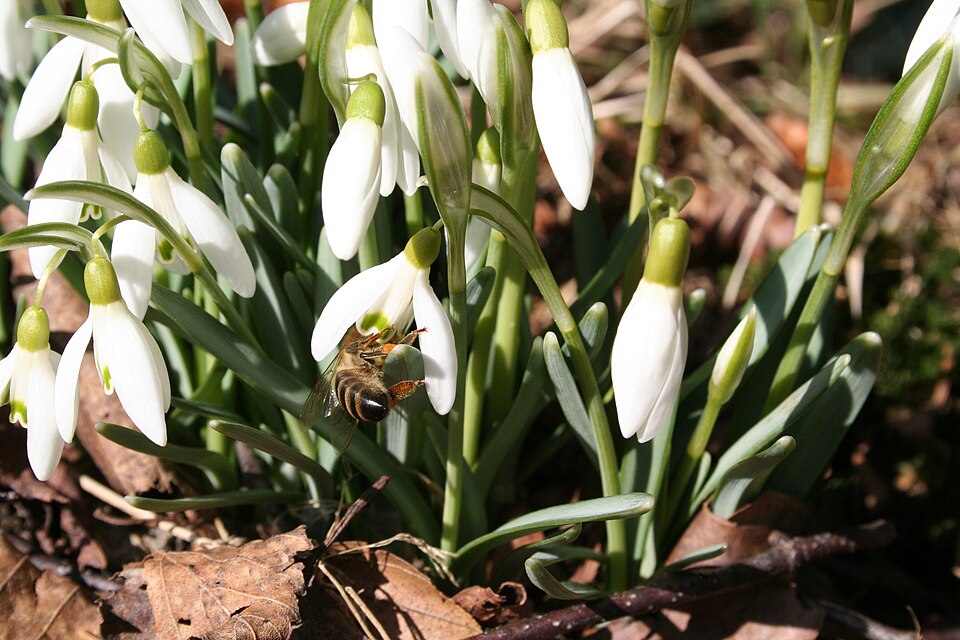 Galanthus nivalis (Common Snowdrop) (alternate view 7)