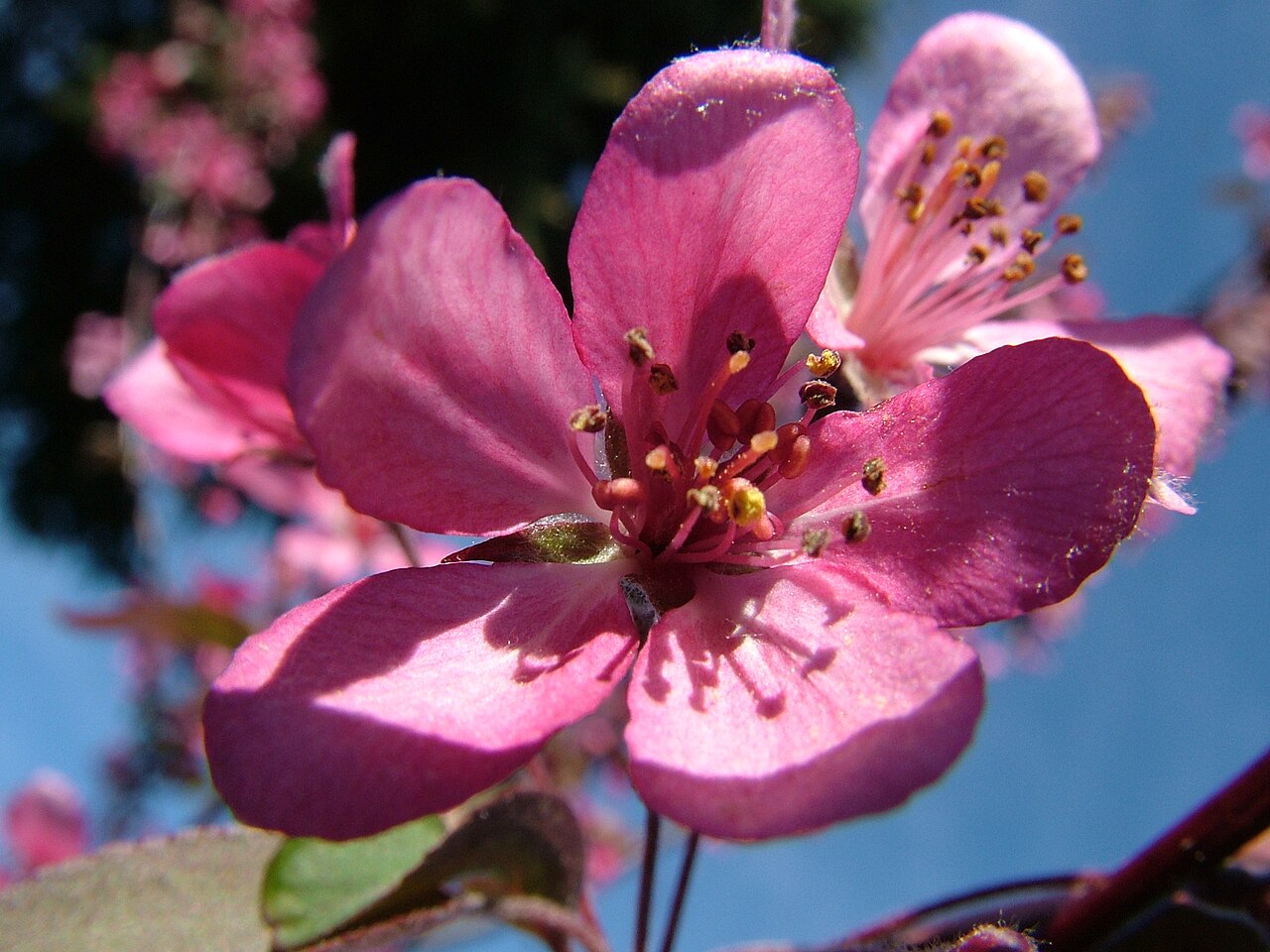 Malus coronaria, Sweet crabapple — spreading deciduous (Rosaceae) (image 1 of 10)