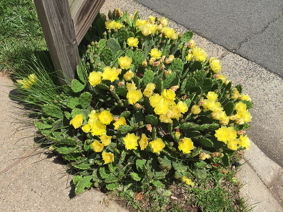 Opuntia humifusa (low pricklypear) (alternate view 6)