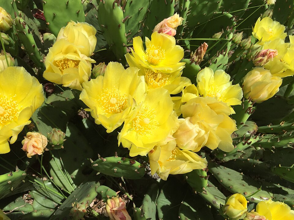 Opuntia humifusa (low pricklypear) (alternate view 7)