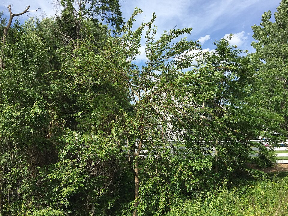 Morus rubra (red mulberry) (alternate view 2)