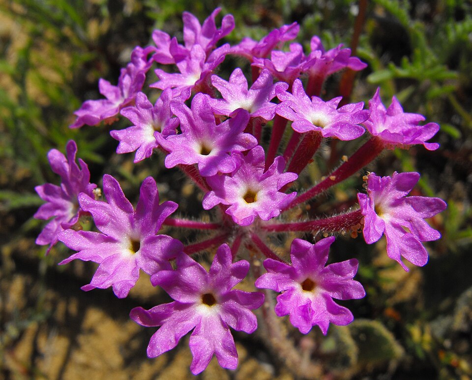 Abronia umbellata (Pink Sand Verbena) (alternate view 7)