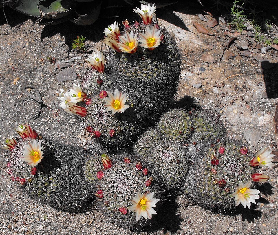 Cochemiea dioica (Peninsular fishhook cactus) (alternate view 6)