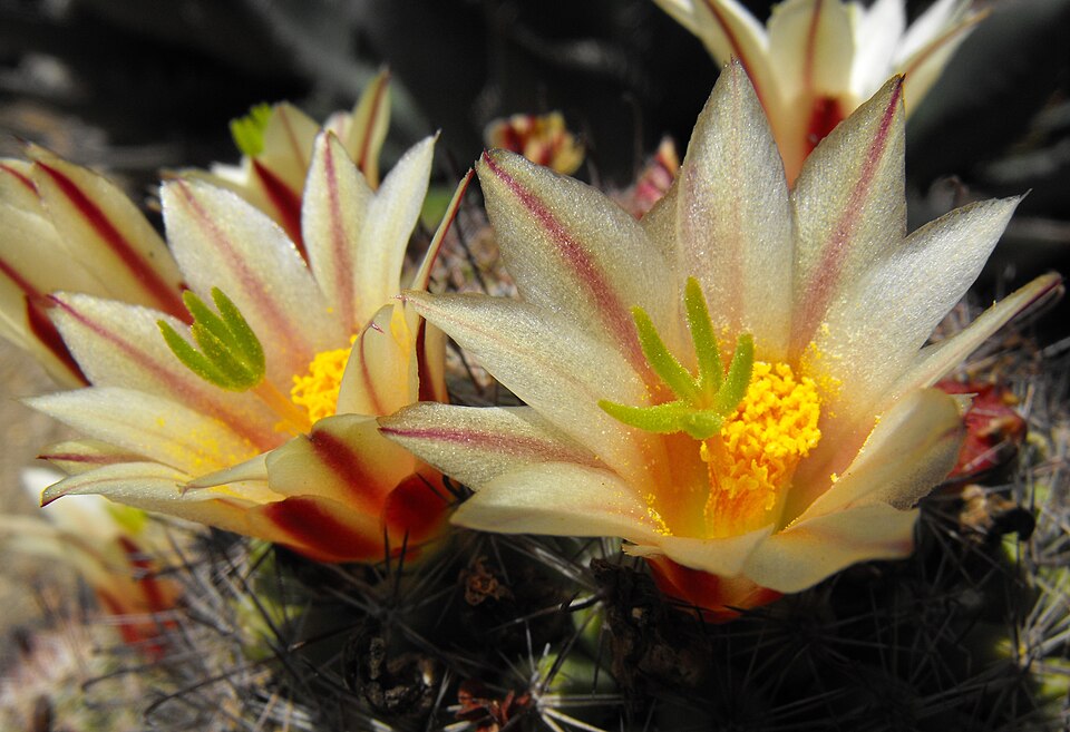 Cochemiea dioica (Peninsular fishhook cactus) (alternate view 7)
