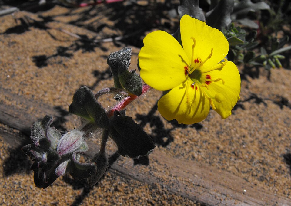 Camissoniopsis cheiranthifolia (beach suncup) (alternate view 9)