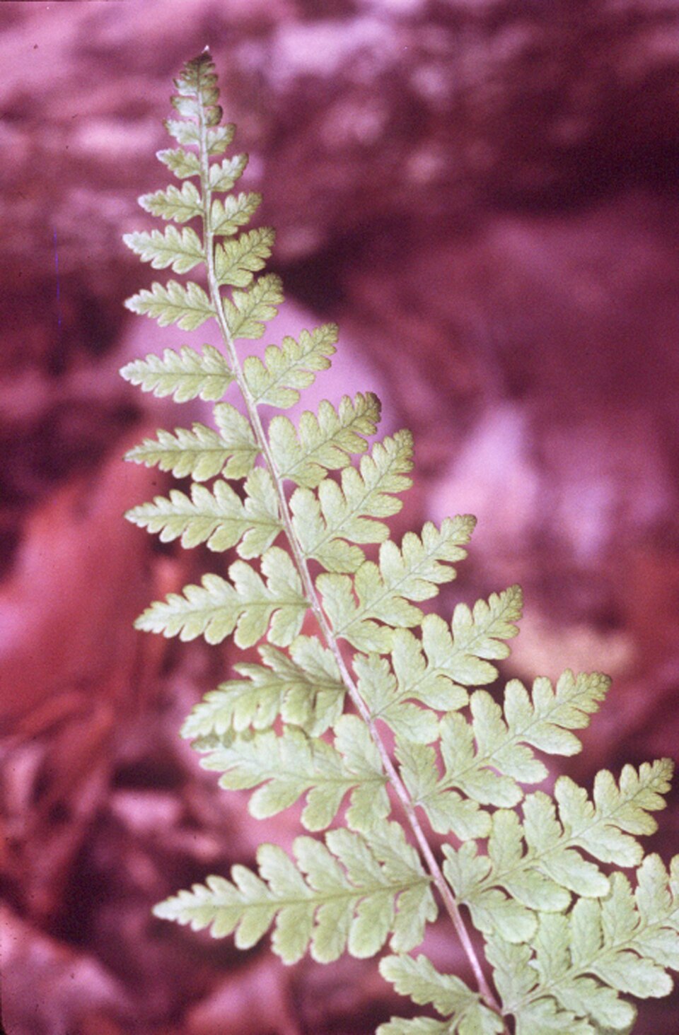 Cystopteris bulbifera (bulblet fern) (alternate view 6)