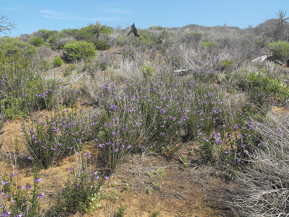 Solanum parishii (Parish's nightshade) (alternate view 3)