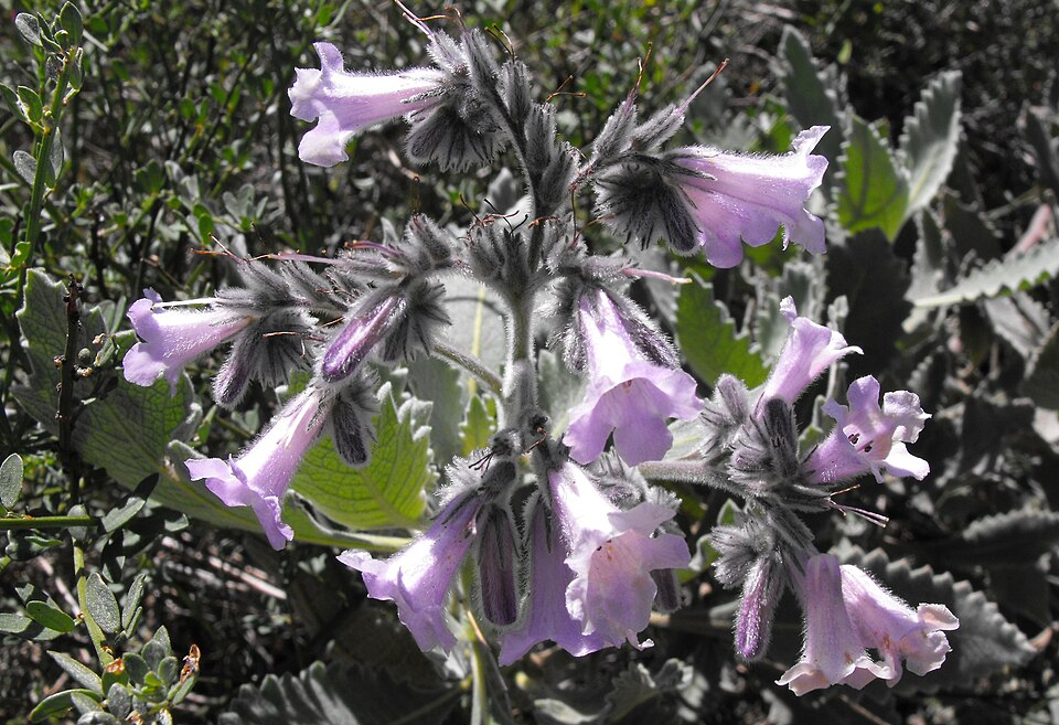 Eriodictyon crassifolium (Thick-leaved Yerba Santa) (alternate view 7)