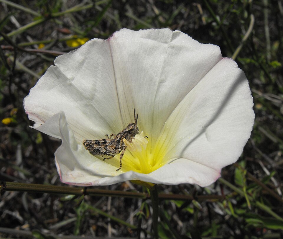 Calystegia macrostegia (coast morning glory) (alternate view 2)