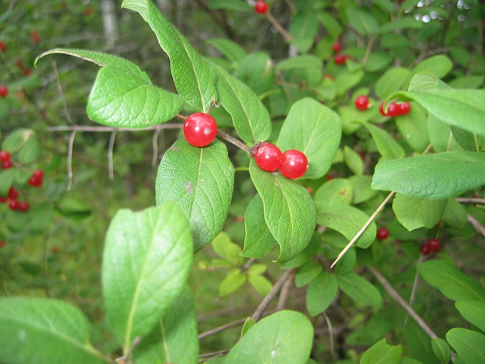 Lonicera (honeysuckles) (alternate view 5)