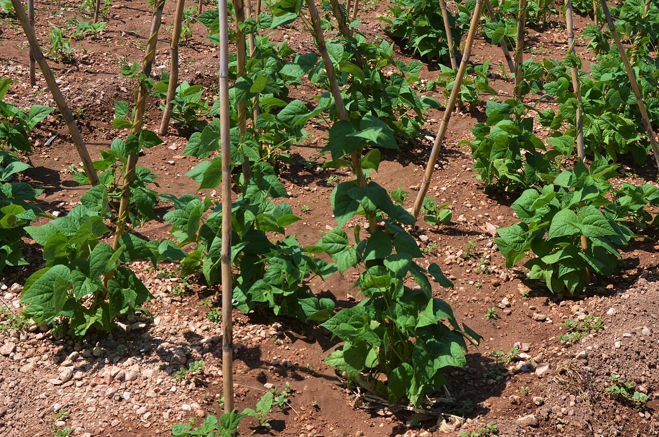 Phaseolus vulgaris, Common bean — upright deciduous (Fabaceae) (image 7 of 7)