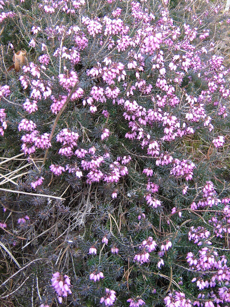 Erica carnea (Heath) (alternate view 7)