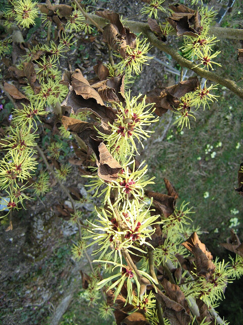 Hamamelis mollis (Chinese witch hazel) (alternate view 9)