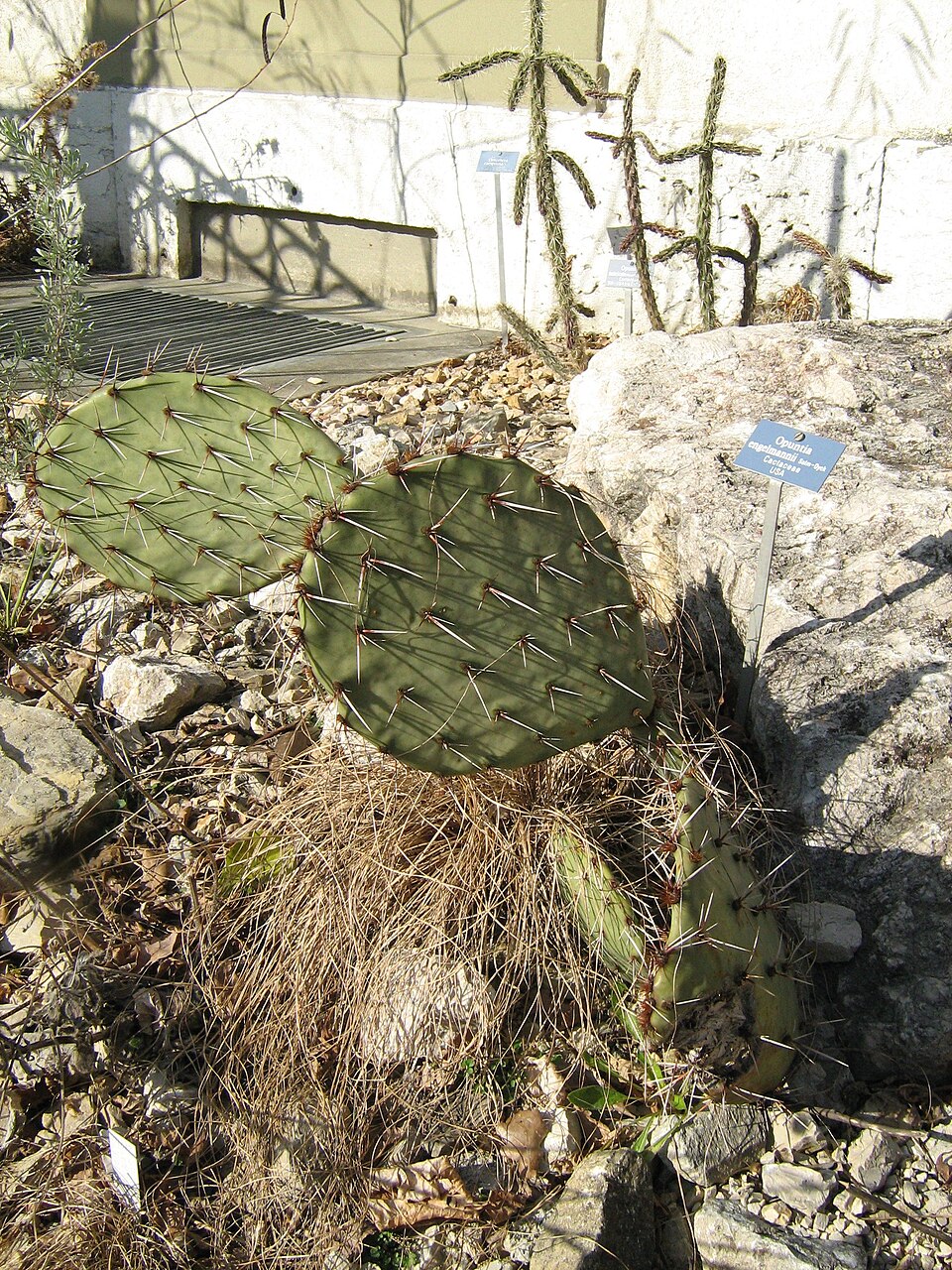 Opuntia engelmannii (Engelmann's Pricklypear) (alternate view 7)