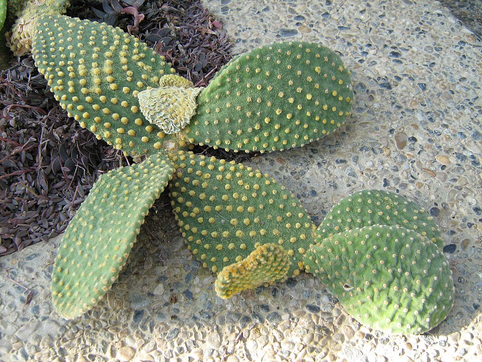Opuntia microdasys (Bunny Ears Cactus) (alternate view 9)
