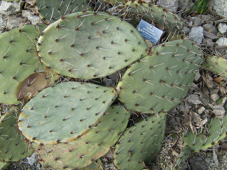 Opuntia phaeacantha (Brown-spined Pricklypear) (alternate view 9)