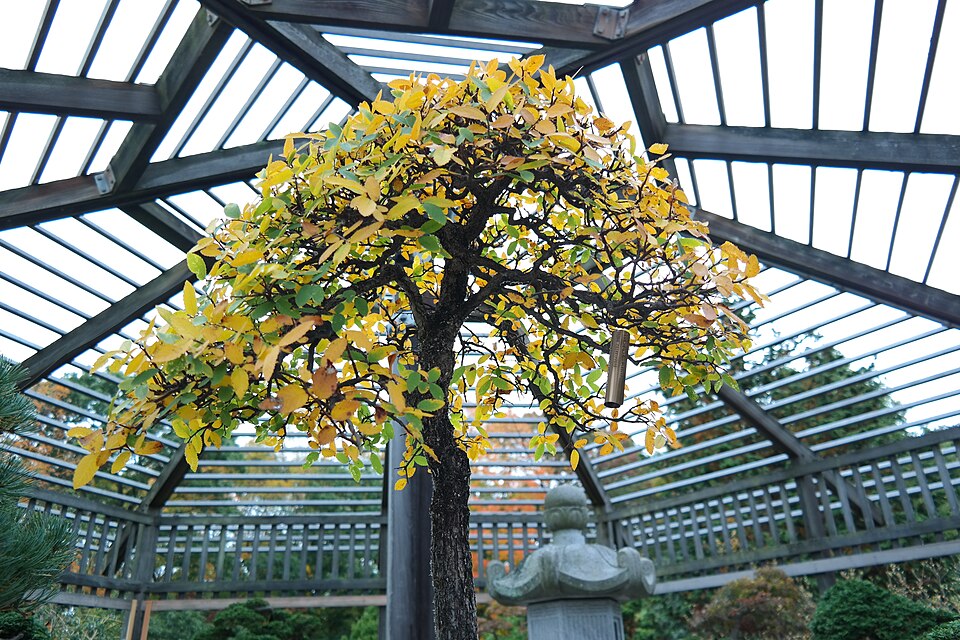 Ulmus crassifolia (Cedar Elm)