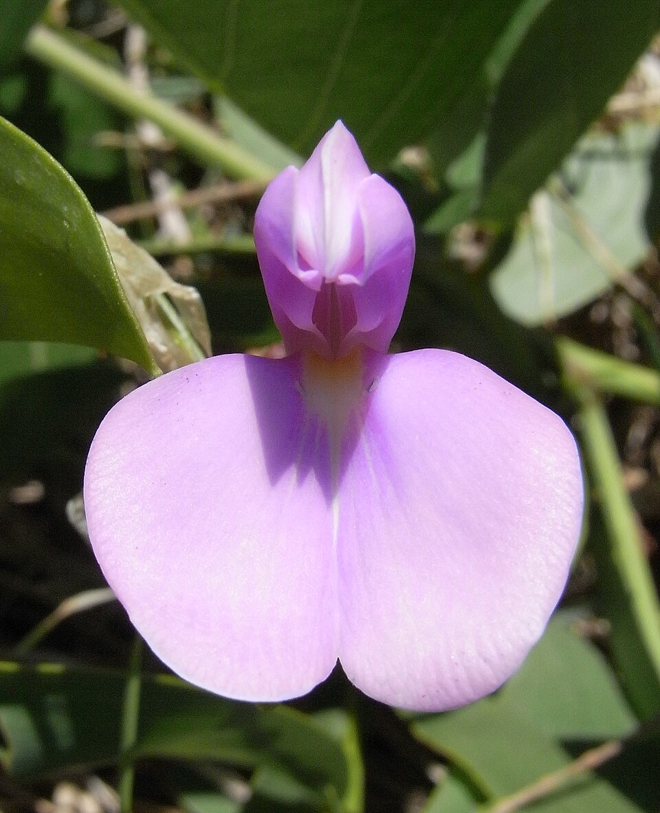 Canavalia rosea (Beach Bean) (alternate view 7)