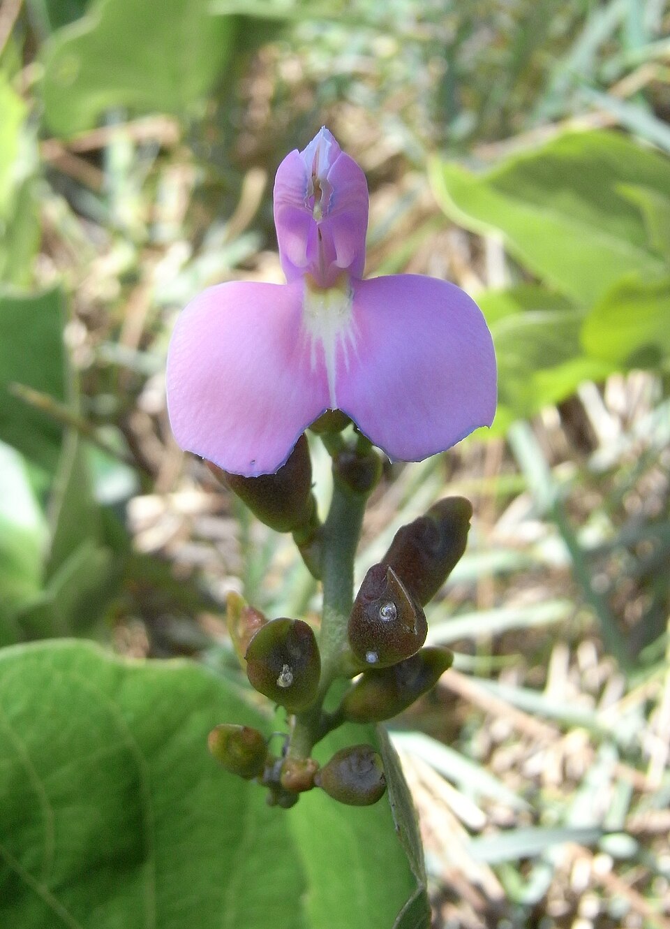Canavalia rosea (Beach Bean) (alternate view 8)