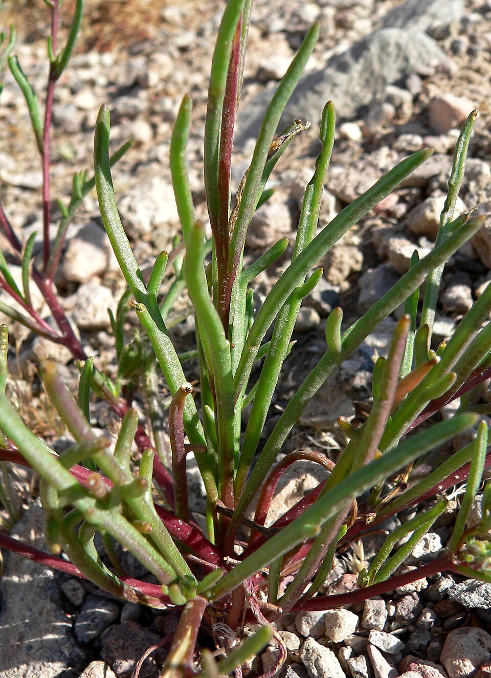 Chaenactis fremontii (Fremont's pincushion) (alternate view 10)