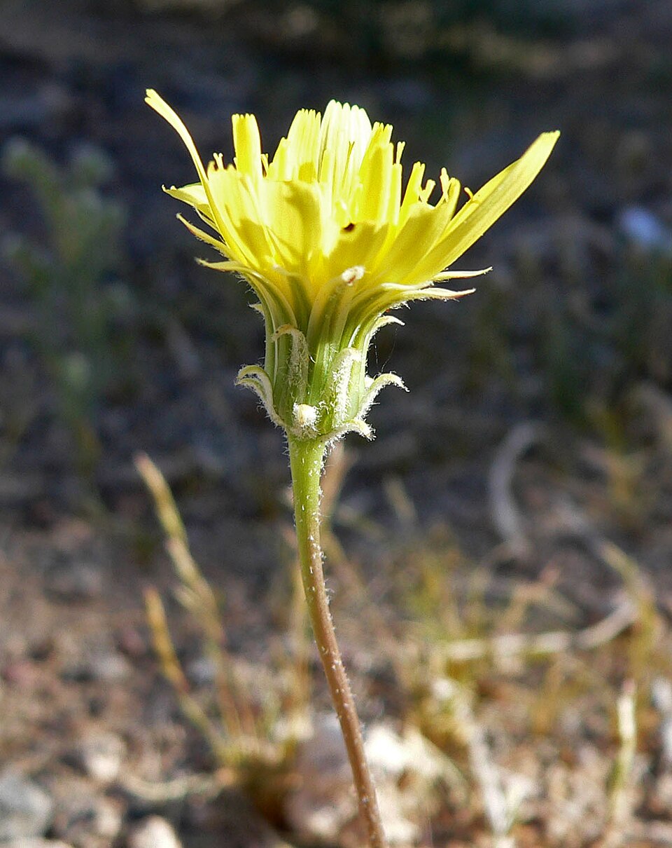 Malacothrix glabrata (desert dandelion) (alternate view 4)