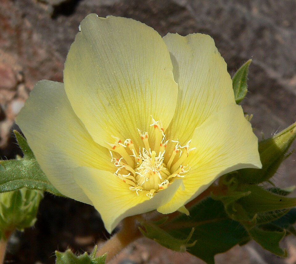 Mentzelia involucrata (sand blazingstar) (alternate view 7)