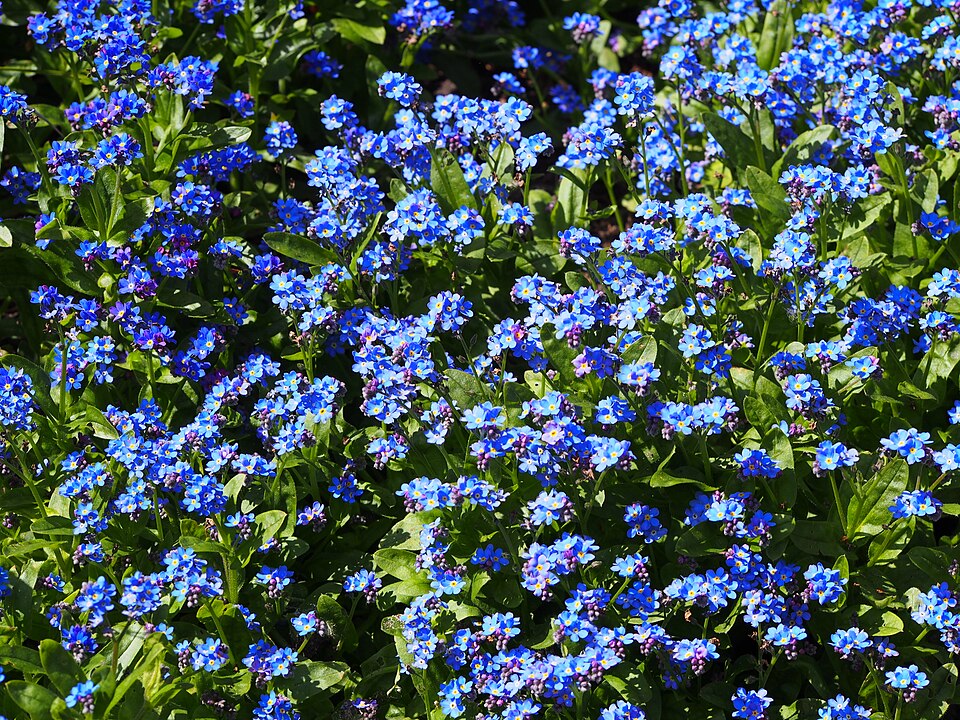 Myosotis sylvatica 'Bluesylva' (Bluesylva Forget-Me-Not) (alternate view 3)