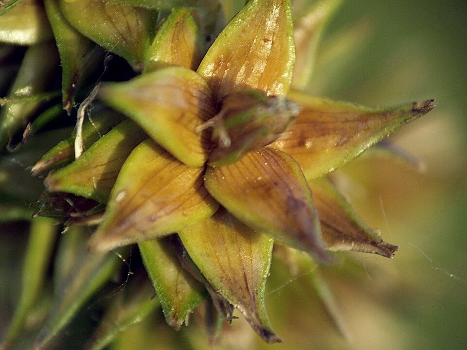 Carex otrubae (False Fox-sedge)