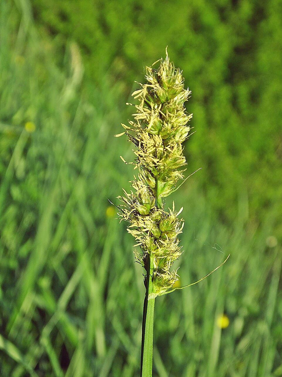 Carex otrubae (False Fox-sedge)
