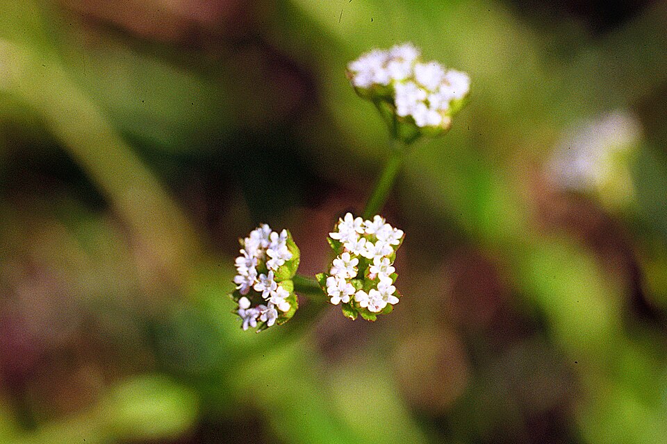 Valerianella radiata (beaked cornsalad) (alternate view 7)