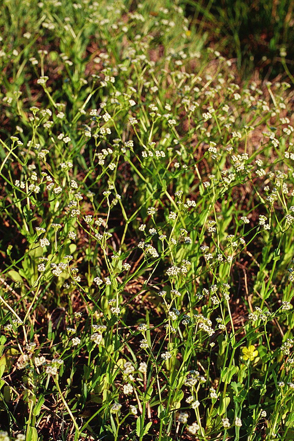 Valerianella radiata (beaked cornsalad) (alternate view 8)