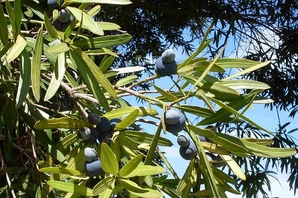 Podocarpus elatus (Plum Pine) (alternate view 4)