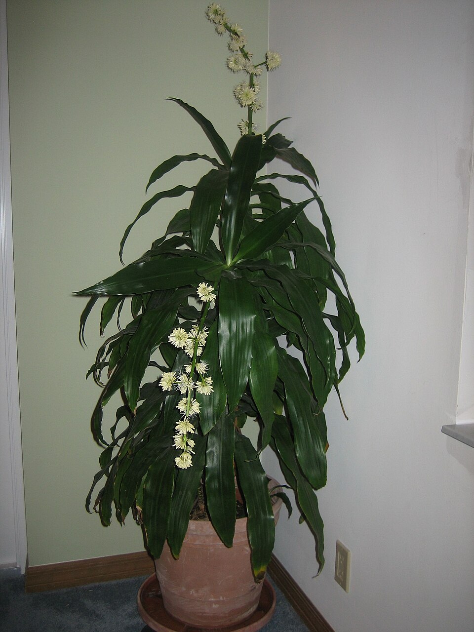 Dracaena fragrans (Corn Plant) (alternate view 12)